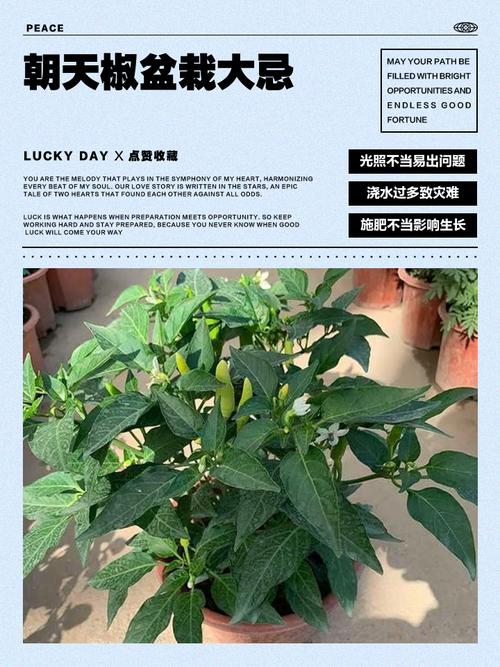 家里堆放辣椒会对家居风水产生不良影响吗？