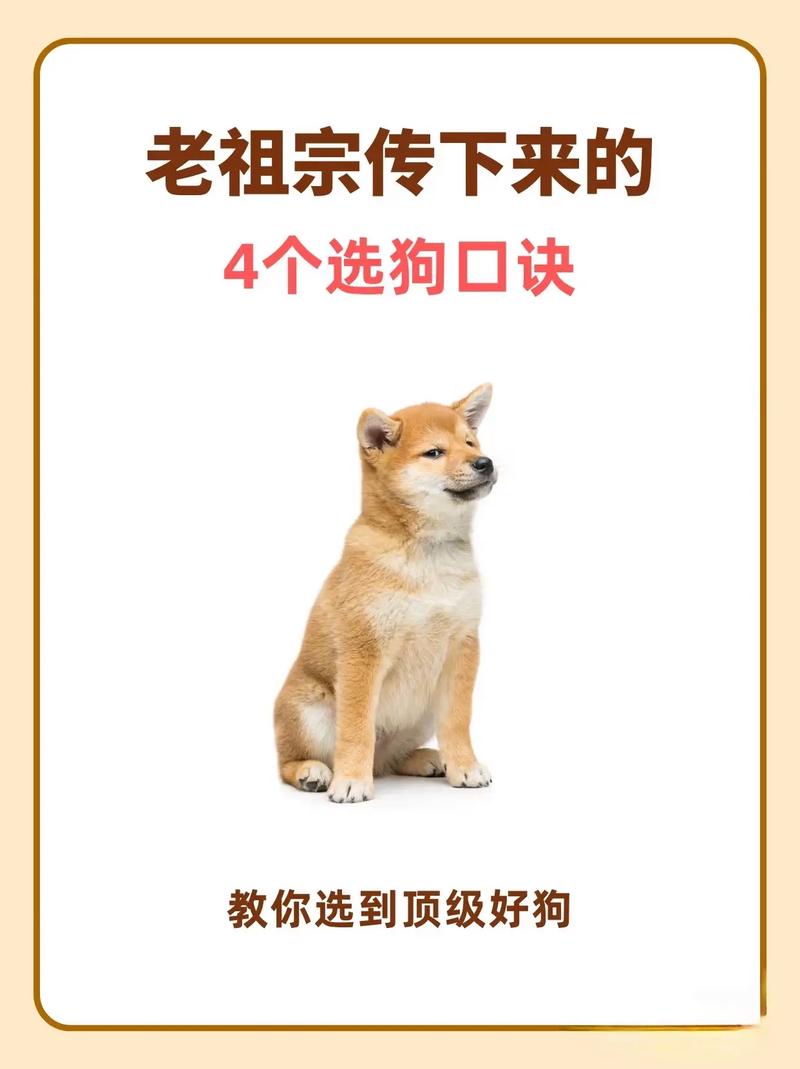 狗狗安乐处风水如何选择，对狗狗好吗？