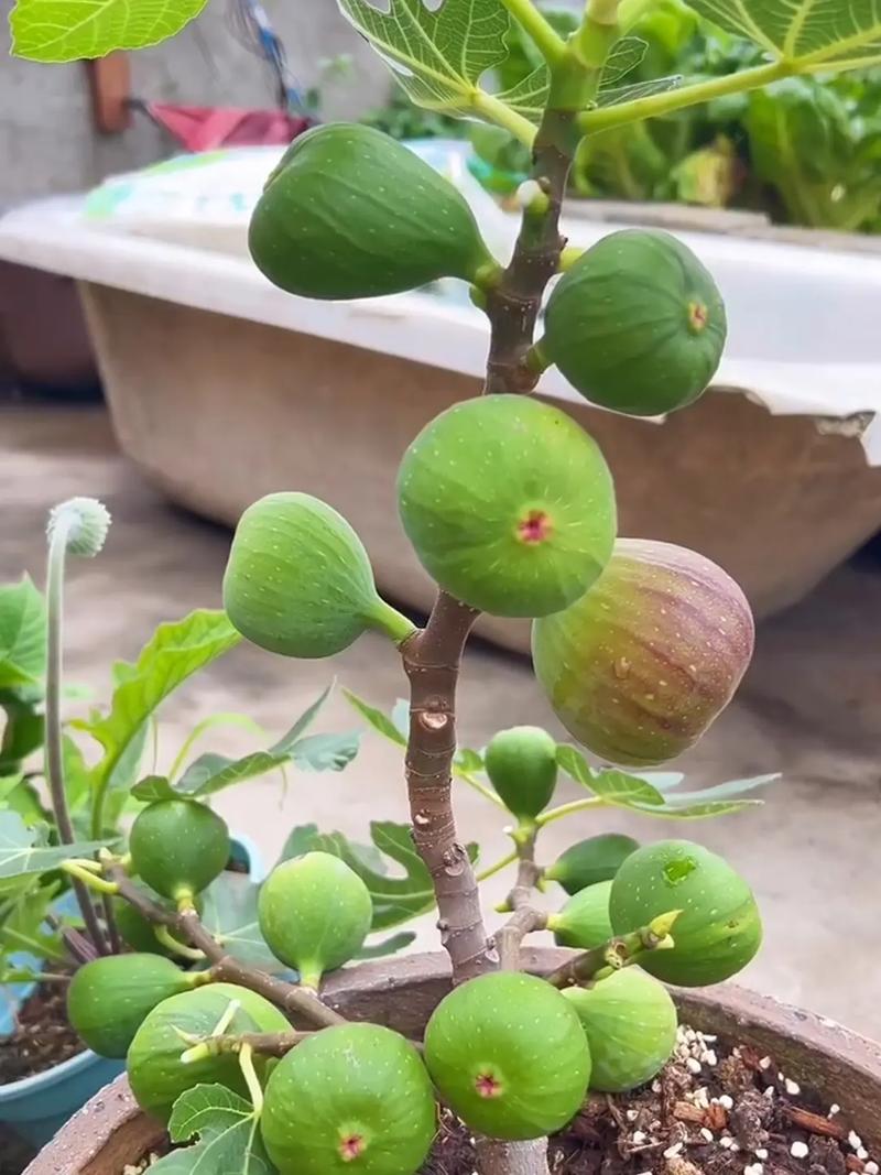 阳台种植无花果对风水有影响吗？