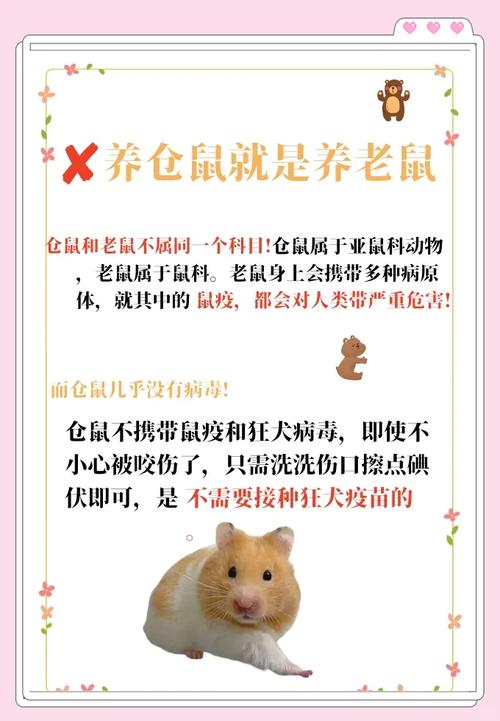 养仓鼠真的会破坏家里的风水吗？这究竟是怎么回事呢？