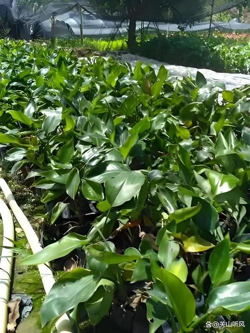 万年青命格属于哪一种命格？36种命格中，万年青命格是哪一种？