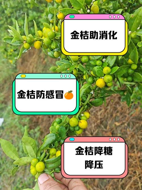 风水金桔可以安全食用吗？是否有毒？