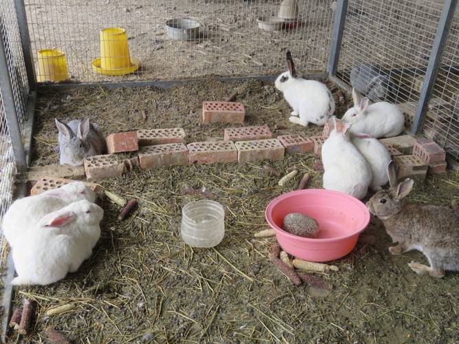 庭院适合养兔子吗？这样的风水布局是否吉利？