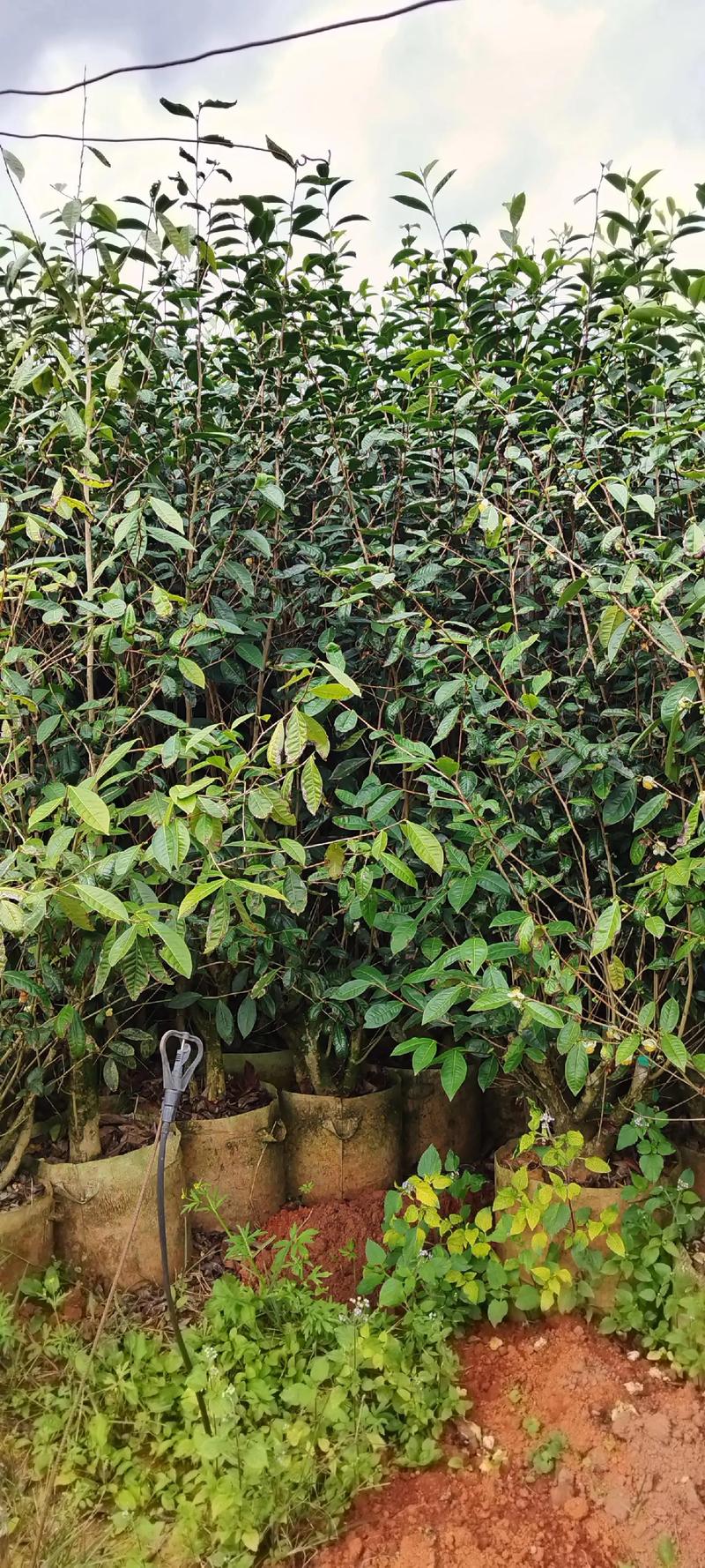 茶树种植在庭院中，是否能够提升风水效果呢？