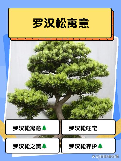 风水院子里种罗汉松有什么好处？