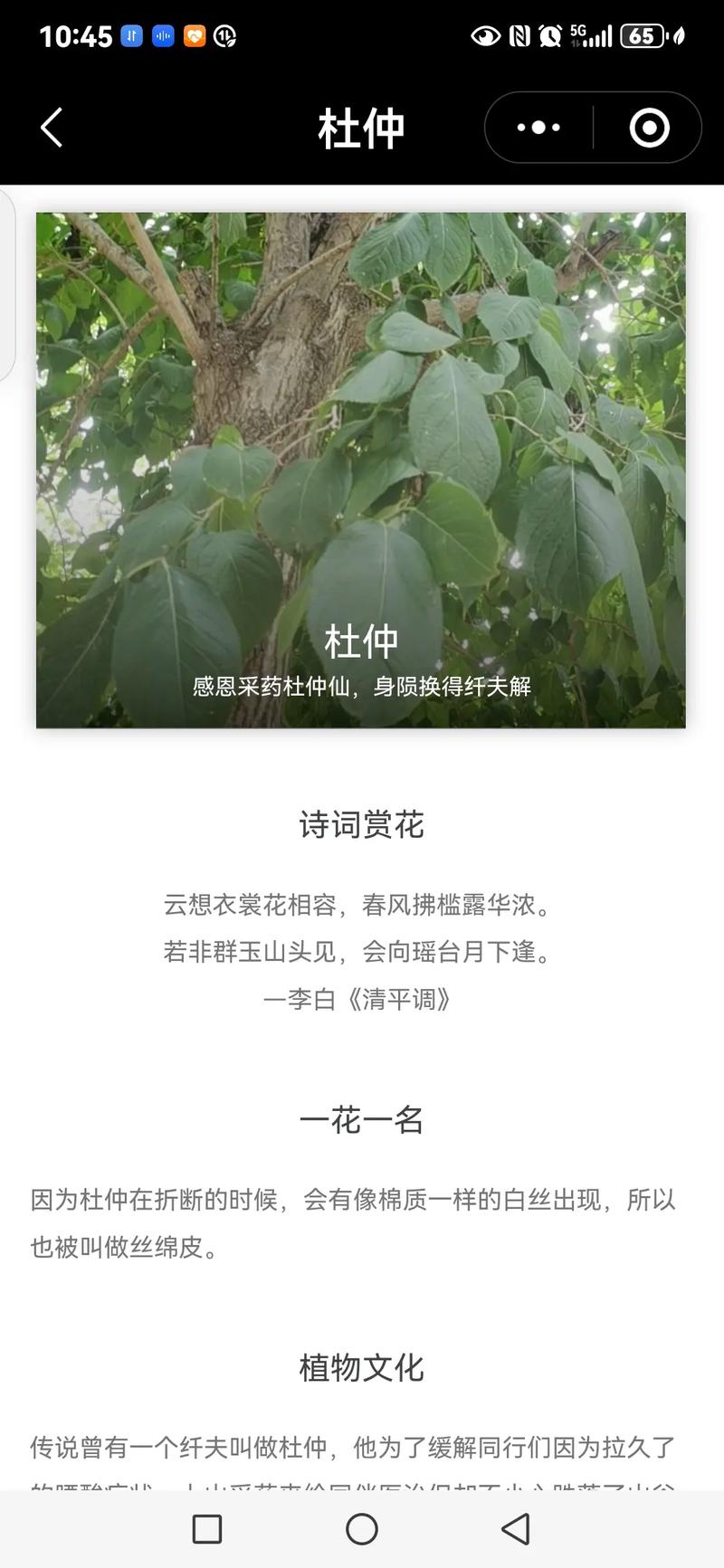 杜仲树作为风水树，其作用和意义有哪些？