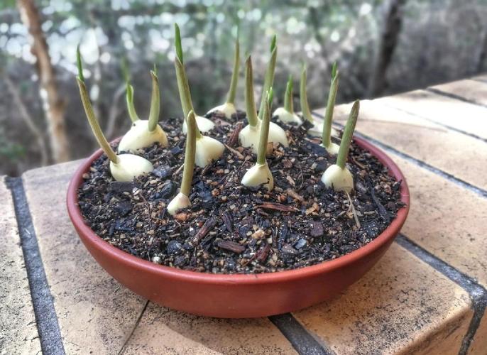 阳台种植蒜苗会对家宅风水产生什么影响？