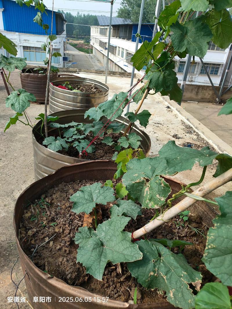 在风水楼顶种植丝瓜是否合适呢？
