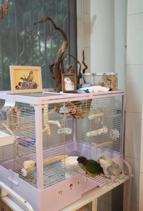 家里摆放鸟笼是否吉利？从风水角度来说合适吗？
