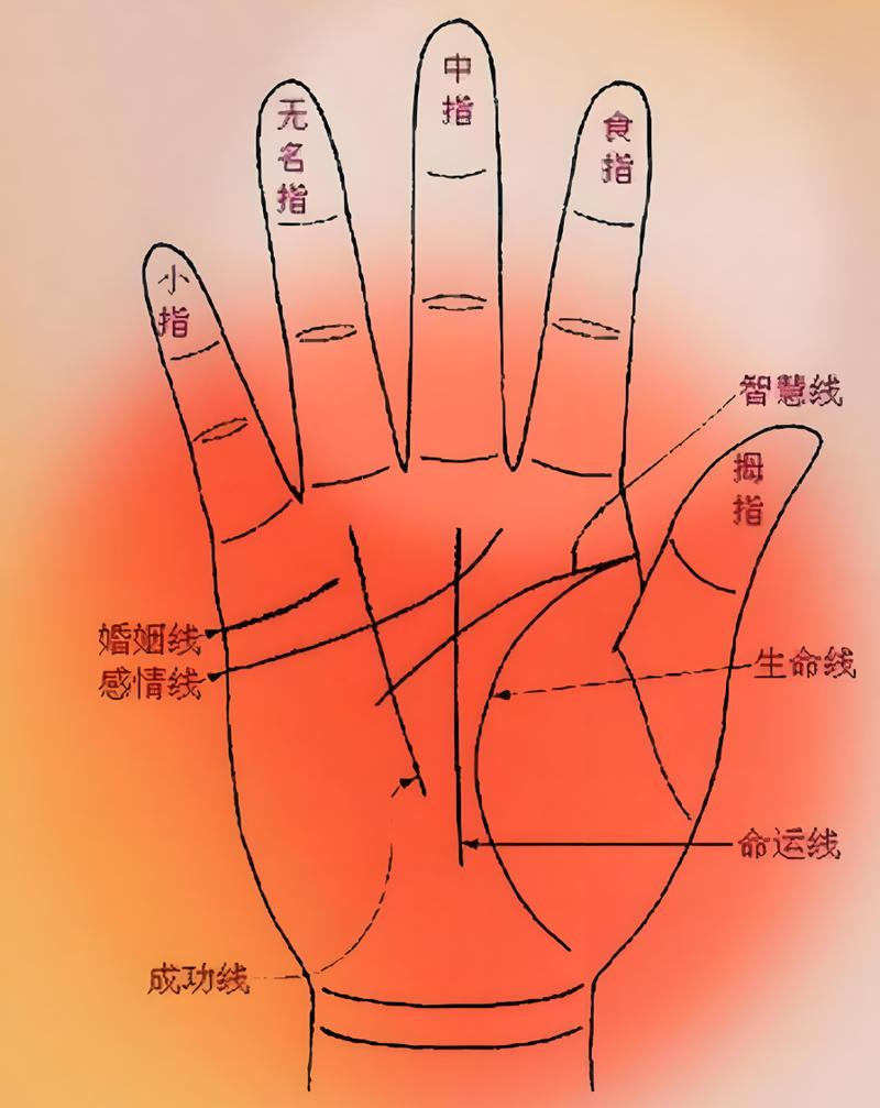 女生手掌的厚度与命运有何关联？厚手掌的女生命运是否更佳？