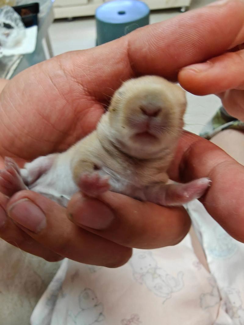 半夜12点半左右兔宝宝出生，这样的命格对男孩好吗？