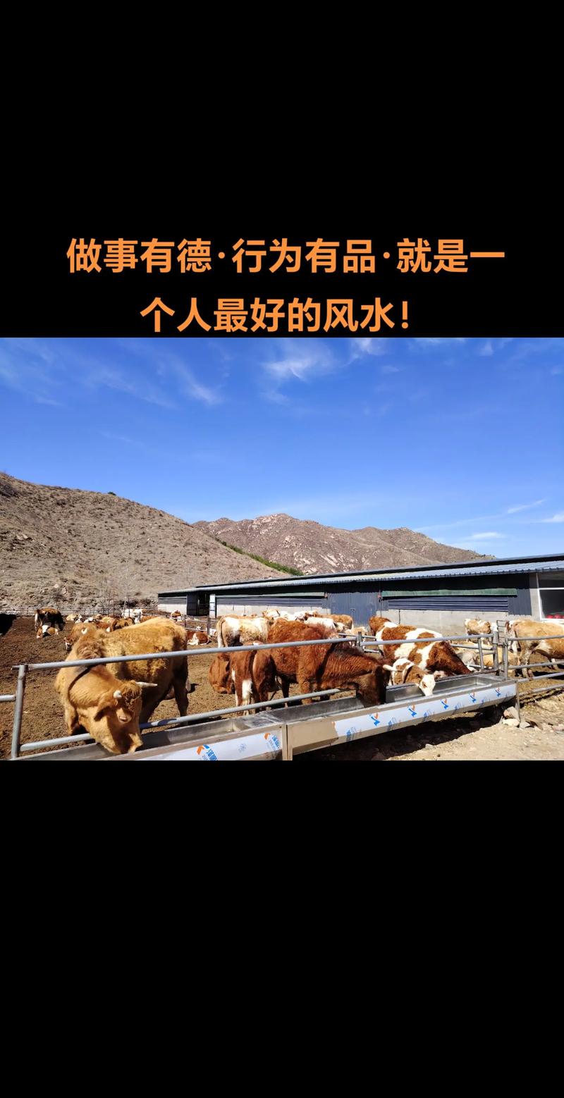 住宅周围养牛会对风水产生怎样的影响呢？