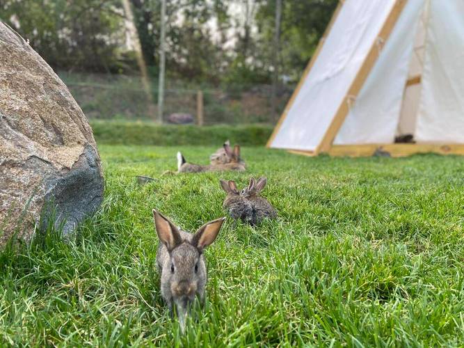 庭院适合养兔子吗？这样的风水布局是否吉利？
