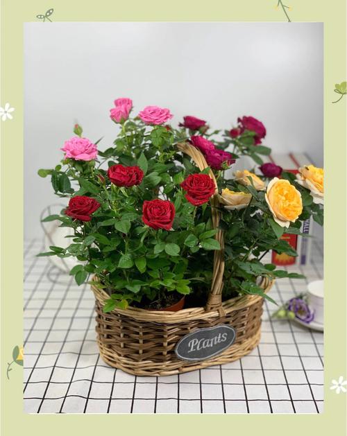 阳台风水适宜种植小盆玫瑰吗？