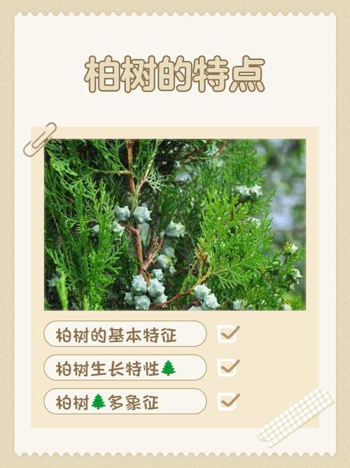 柏木真的对家居风水有显著影响吗？