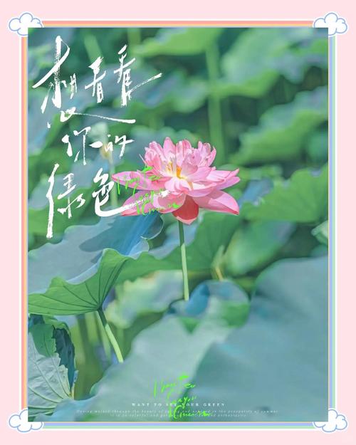 白莲花女人命运如何？白莲花象征什么含义？