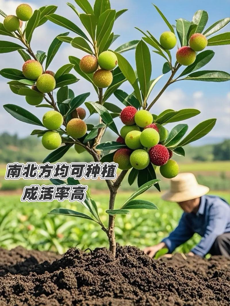 杨梅树种植在院子里对风水有影响吗？