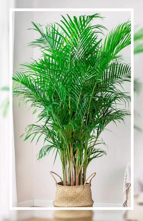 室内摆放散尾葵会对家宅风水产生何种影响呢？