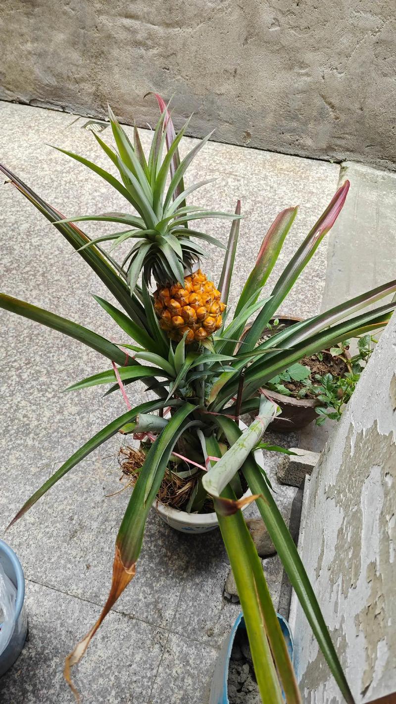 风水大院适合种植树菠萝吗？