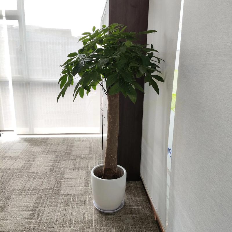 企业摆放绿植时有哪些风水讲究需要注意呢？