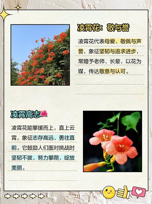 凌霄花在风水上有什么特别的寓意或作用？