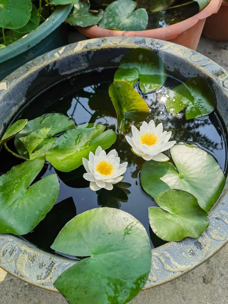 荷花摆放在家中风水如何，适宜进屋吗？