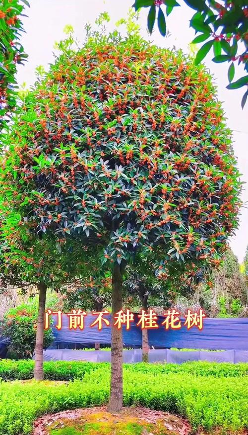 风水门前种植桂花树是否适宜？