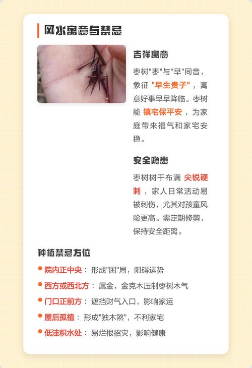 枣树种植时有哪些风水禁忌需要注意？