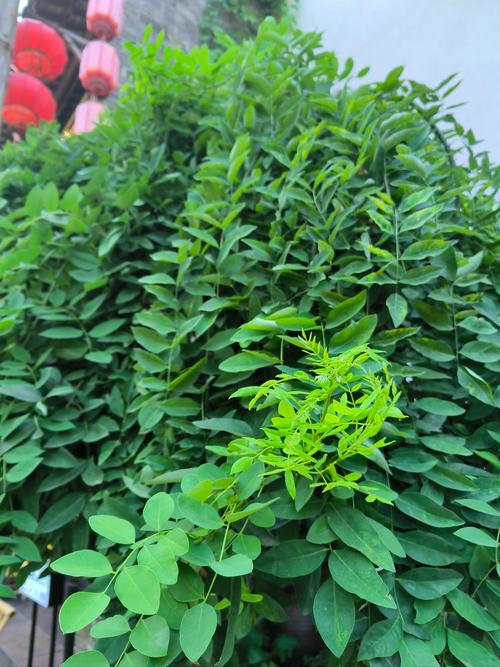 槐树种植风水如何，适合养护吗？