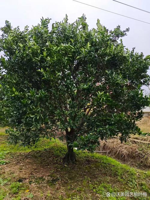 香泡树作为风水柱，其效果和适用性如何？