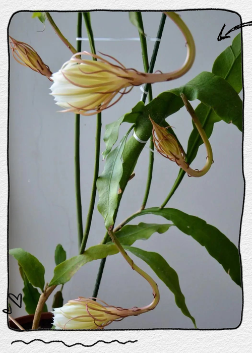 昙花风水适合摆放在家里养护吗？