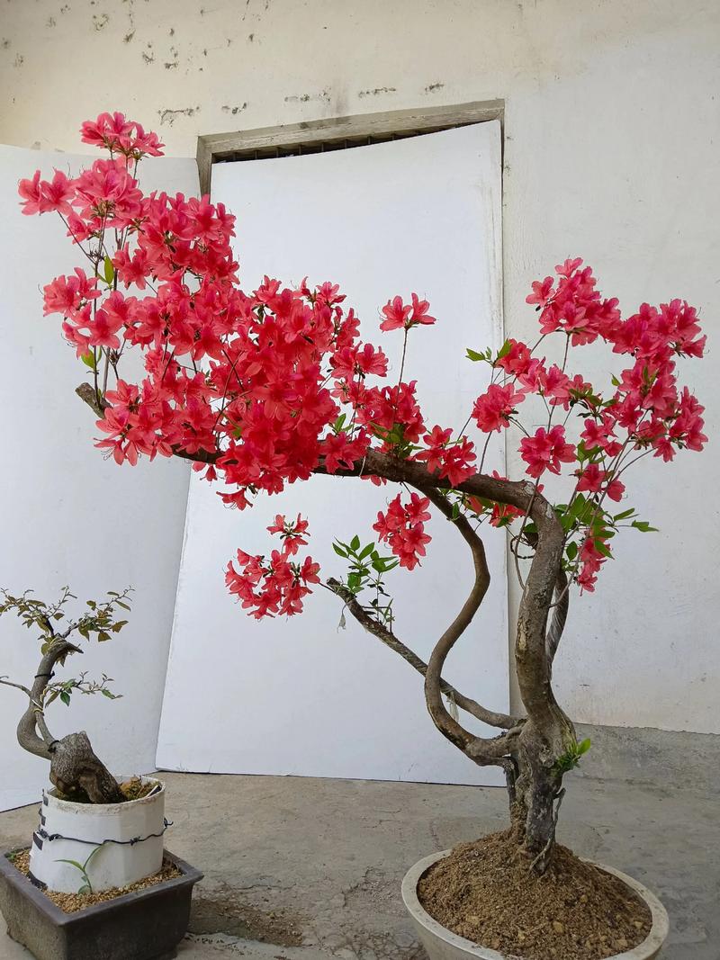 在风水院内种植映山红是否符合风水布局原则？