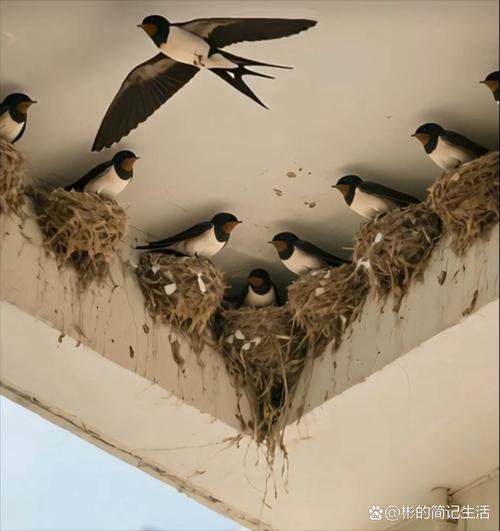 家里是否适宜放置燕子窝，以符合风水学家的建议？