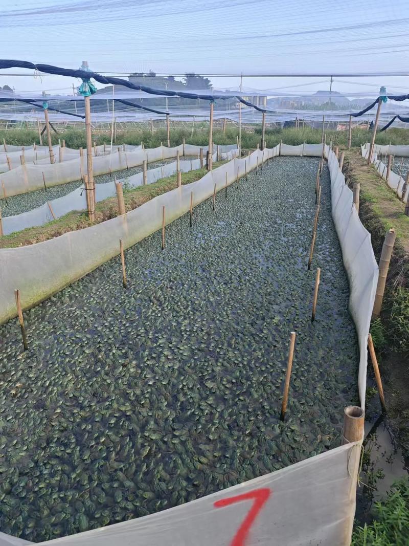 养牛蛙的风水讲究有哪些，对养殖环境有特别的要求吗？