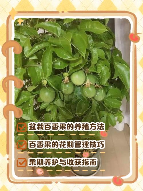 室内种植果树风水如何，适宜吗？