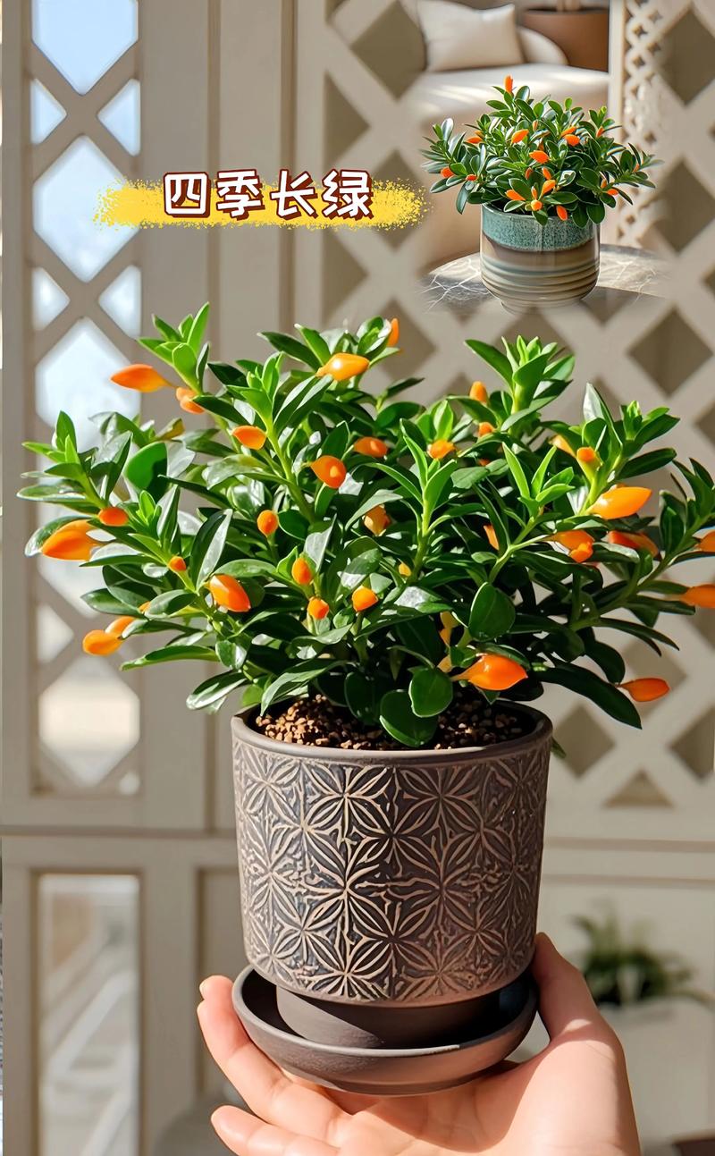 金玉吊兰在风水上真的有作用吗？