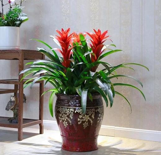 凤梨花在风水上是否象征着分离，这种说法有依据吗？