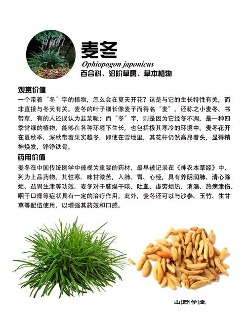 坟墓周围种植麦冬对风水有影响吗？