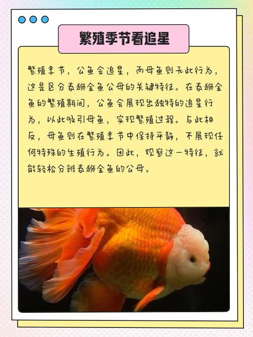 狮子和鱼风水上是否相冲，有什么具体原因和影响？