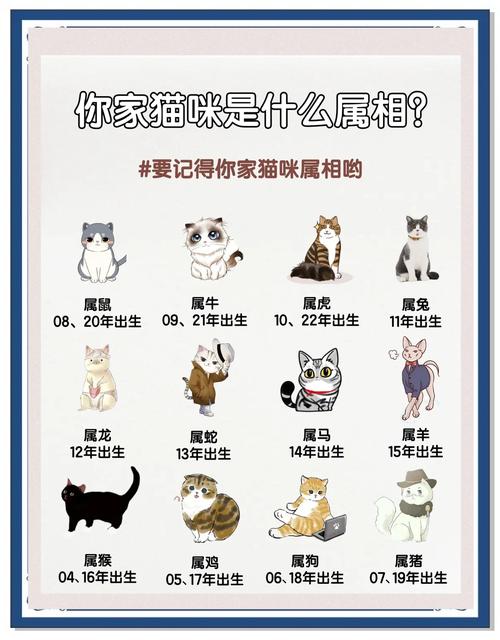 遇到什么生肖动物代表命不保，野猫预示着哪个生肖？