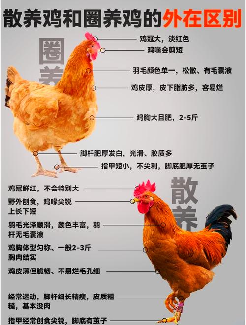 土鸡之命与何物相合？五种鸡命之中，哪一种命最好？