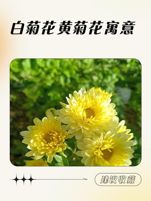 墓前种植菊花对风水有影响吗？