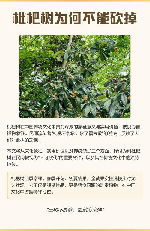 砍掉枇杷树会对风水产生怎样的影响？