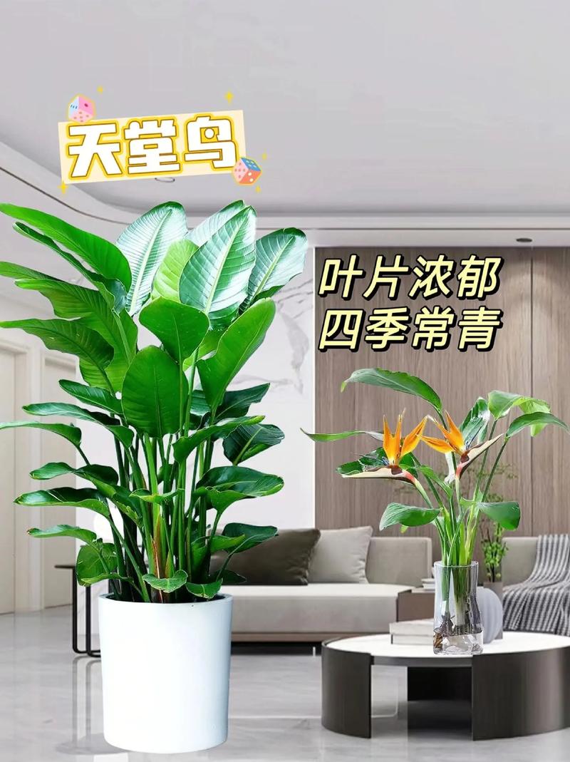 客厅摆放养天堂鸟对风水有好处吗？