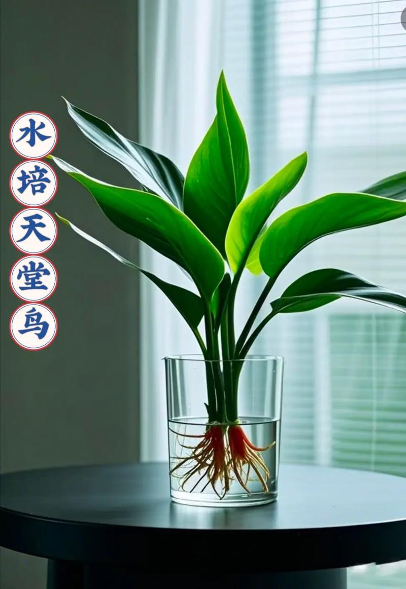 阳台风水适宜养鸟吗？有什么讲究和禁忌？