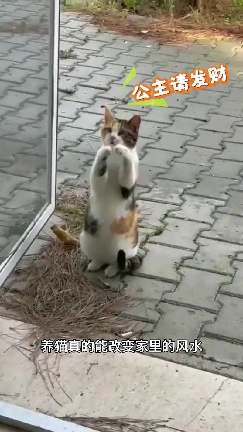 家里养猫是否风水佳，能否带来好运呢？