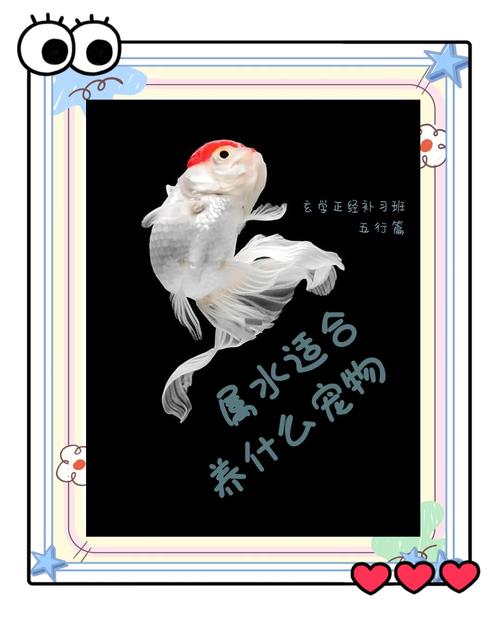 五行属水的宠物适合养什么？