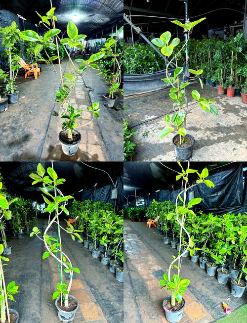 黄金榕树摆放家中会与风水相冲吗？