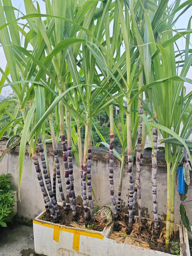 家里种植甘蔗会对风水产生怎样的影响呢？