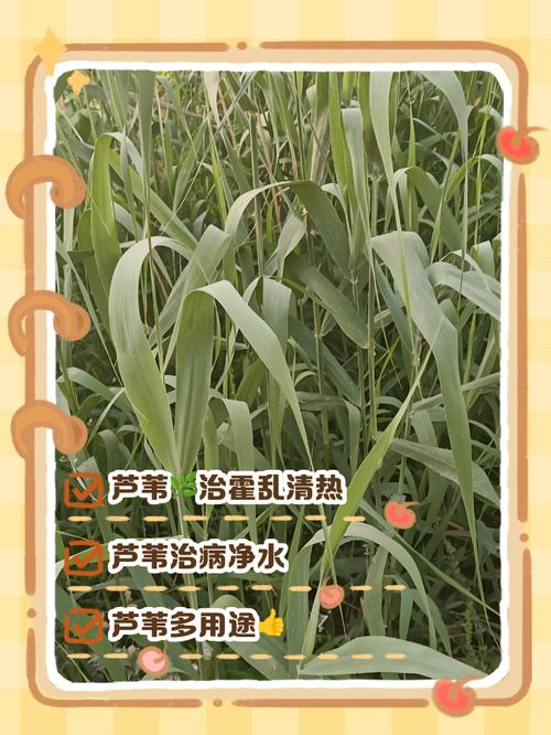 家里摆放芦苇对风水有好处吗？